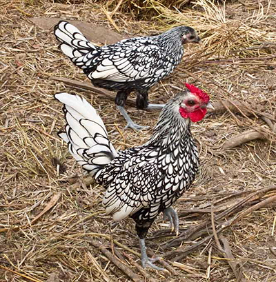Silver Seabright chickens
